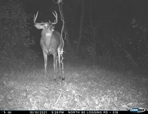 deer mock scrape
