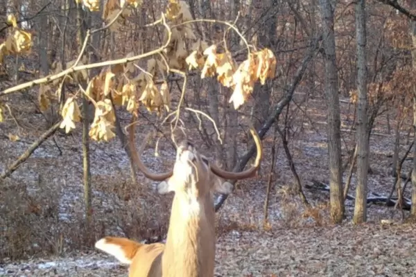 New HODAG product now available: The Licking Branch System